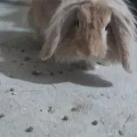 خرگوش لوپ اصیل