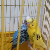 یک جفت مرغ عشق با تخم