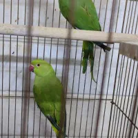 طوطی ملنگو جفت جوان