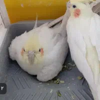 روستای خور ب نوغاب روب رو مسجد