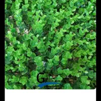 دیوار سبز مصنوعی گرین وال|گل مصنوعی|سنندج, |دیوار