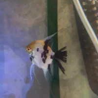 ماهی انجل ماده مولد