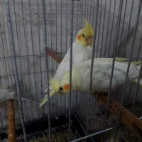 عروس هنلدی