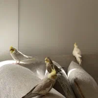 پرنده گمشده