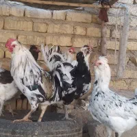 بوقلمون فیروزآباد|حیوانات مزرعه|فیروزآباد (فارس), |دیوار