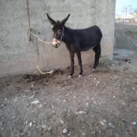 الاغ ماده گله ای