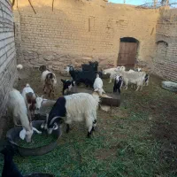 گوسفند فروشی|حیوانات مزرعه|خوسف, |دیوار