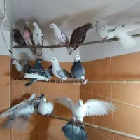 کفتر تهرانی پرشی|پرنده|شهریار, شهرک وائین|دیوار