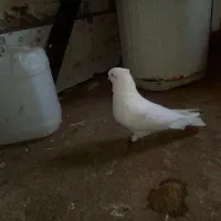 سفید اراکی نر چشم سفید چنگ ریز