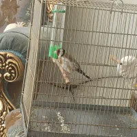 سهره
