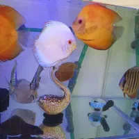 ماهی دیسکس اورسایز با آکواریوم بدون متعلقات