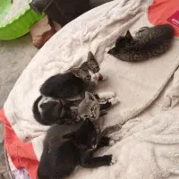 واگذاری ۵تا بچه گربه به همراه مادر