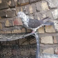 کفتر بیابون