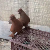 یک جفت کبوتر رواعب سرخ