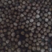 گردو تازه توسرکان