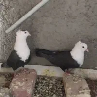 کبوتر سر سفید