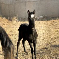 کره اسب ۴ماه (شرورکلهرخان)(سلطان گنبد)