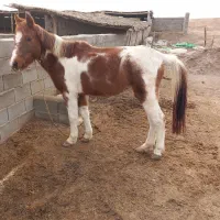 اسب ماده|اسب و تجهیزات اسب‌سواری|گنبد کاووس, |دیوار