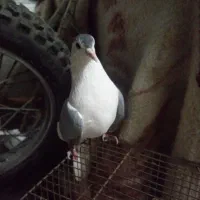 کبوتر سینه دم پاک