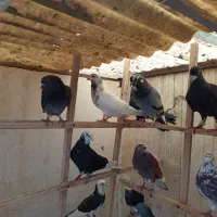 فروش کفتر پرشی