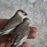 جوجه فنچ نرگسی سیلور دستی|پرنده|شیراز, شهرک والفجر|دیوار