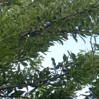 باعچه جمال آباد|فروش زمین و ملک کلنگی|انزل, |دیوار