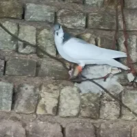 کبوتر شصتی کبود ماده