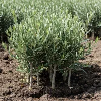 فروش نهال زیتون تضمینی ، مناسب کاشت