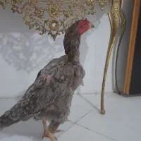 مرغ لاری ش