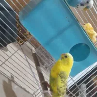 مرغ عشق|پرنده|تهران, یافت‌آباد|دیوار