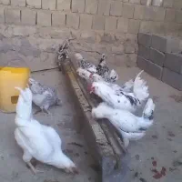 تخم مرغ گلین وخروس گلین|حیوانات مزرعه|گچی, |دیوار