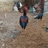 خرووس لاری|حیوانات مزرعه|مریوان, |دیوار