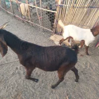 فروش بز پاکستانی|حیوانات مزرعه|رودان, |دیوار