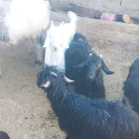 بزغاله .کهره .بز|حیوانات مزرعه|میانکوه, |دیوار