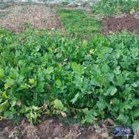 تورب محلی|خوردنی و آشامیدنی|رشت, حمیدیان|دیوار