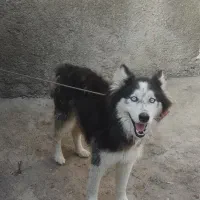 سگ هاسکی