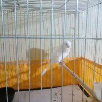 قناری نر رسمی|پرنده|رودهن, |دیوار