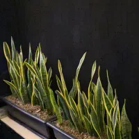 کارگر ساده جهت کار در باشگاه بدنسازی ویژه آقایان