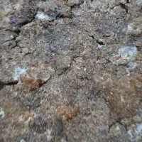 خریدار کود مرغ