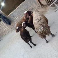 میش برع|حیوانات مزرعه|نهاوند, |دیوار