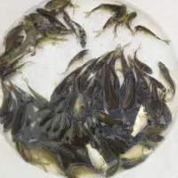 کپور ،امور|عمدهفروشی|اهواز, آریاشهر|دیوار