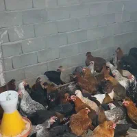 مرغ محلی|حیوانات مزرعه|مرند, |دیوار