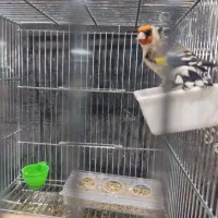 سهره نر سه ساله. جفتی قناری|پرنده|شهرکرد, |دیوار