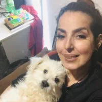 سگ گم شده|حیوانات|اندیشه, اندیشه فاز ۱|دیوار