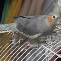 عروس هلندی بالغ نیمه رام