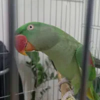 شاه طوطی