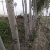 خریدار چوب صنوبر ودرخت میوه ضایعات با قیمت خوب|خدمات باغبانی و درختکاری|دره رود, |دیوار