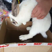 خرگوش|موش و خرگوش|سنندج, |دیوار