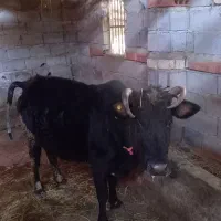 فروش گاو ۷ماه ابستن