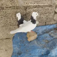 کبوتر طوقی یه جفت